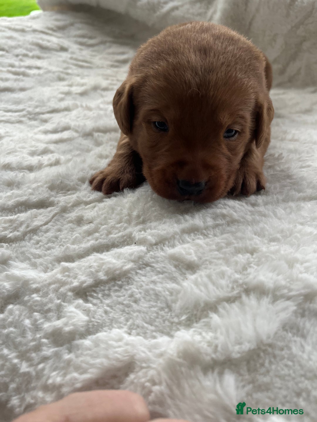 Labrador Retriever dogs for sale: KC Registered Fox Red Labrador puppies - Image 20