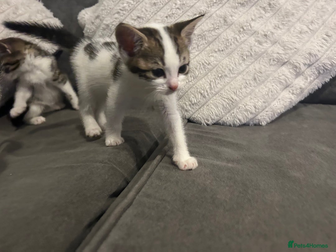 Mixed Breed cats for sale: 6 beautiful kittens ready too go  - Advert 13