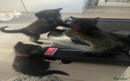 Mixed Breed cats for sale: 2 male 1 female black kitten for sale ready nov1st - Image 2