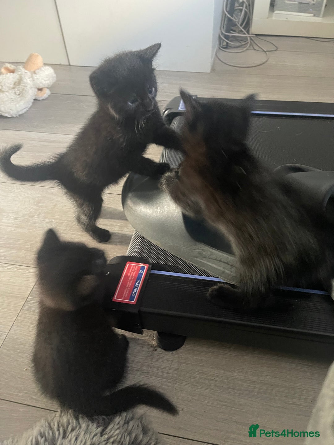 Mixed Breed cats for sale: 2 male 1 female black kitten for sale ready nov1st - Image 2
