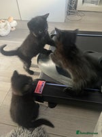 Mixed Breed cats - Advert 2