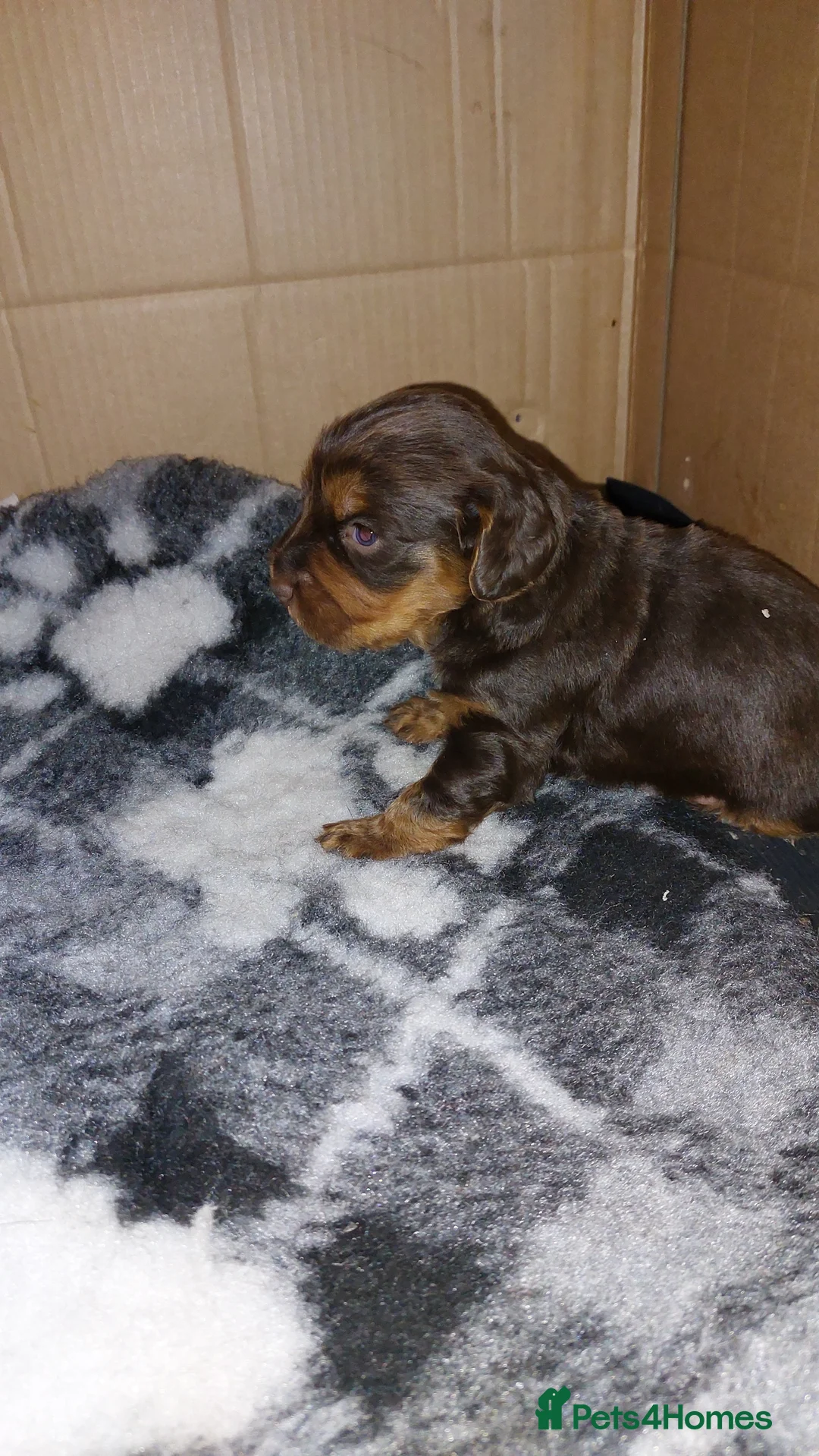 Cocker Spaniel dogs for sale: FEMALE KC REG WORKING COCKER SPANIEL  - Advert 6