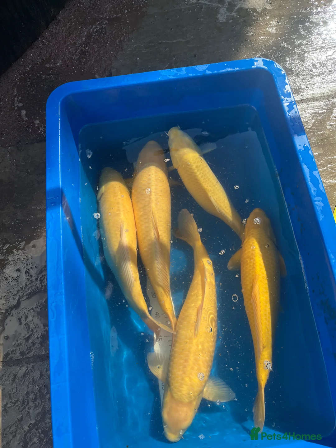 Koi Carp fish for sale: Japanese koi carp for sale  in Birmingham - Advert 1