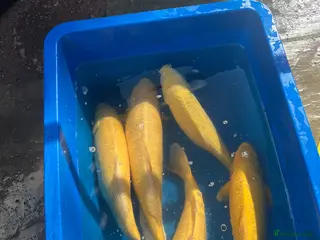 Koi Carp fish Japanese koi carp for sale - Advert 1