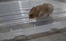 Hamster rodents for sale: Adorable Baby syrian hamsters Ready for Rehome - Image 7