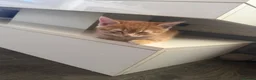 Mixed Breed cats for sale: Beautiful ginger boy - Advert 3