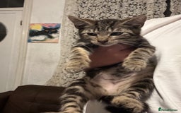 Mixed Breed cats for sale: Kittens for sale - Image 5