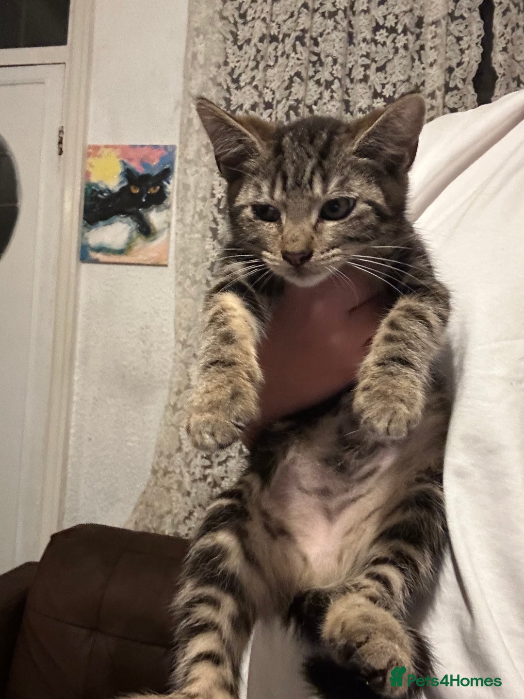 Mixed Breed cats for sale: Kittens for sale - Image 5