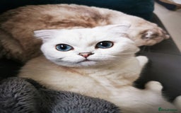 Scottish Fold cats for sale: White Scottish Fold Female looking for loving home - Image 12