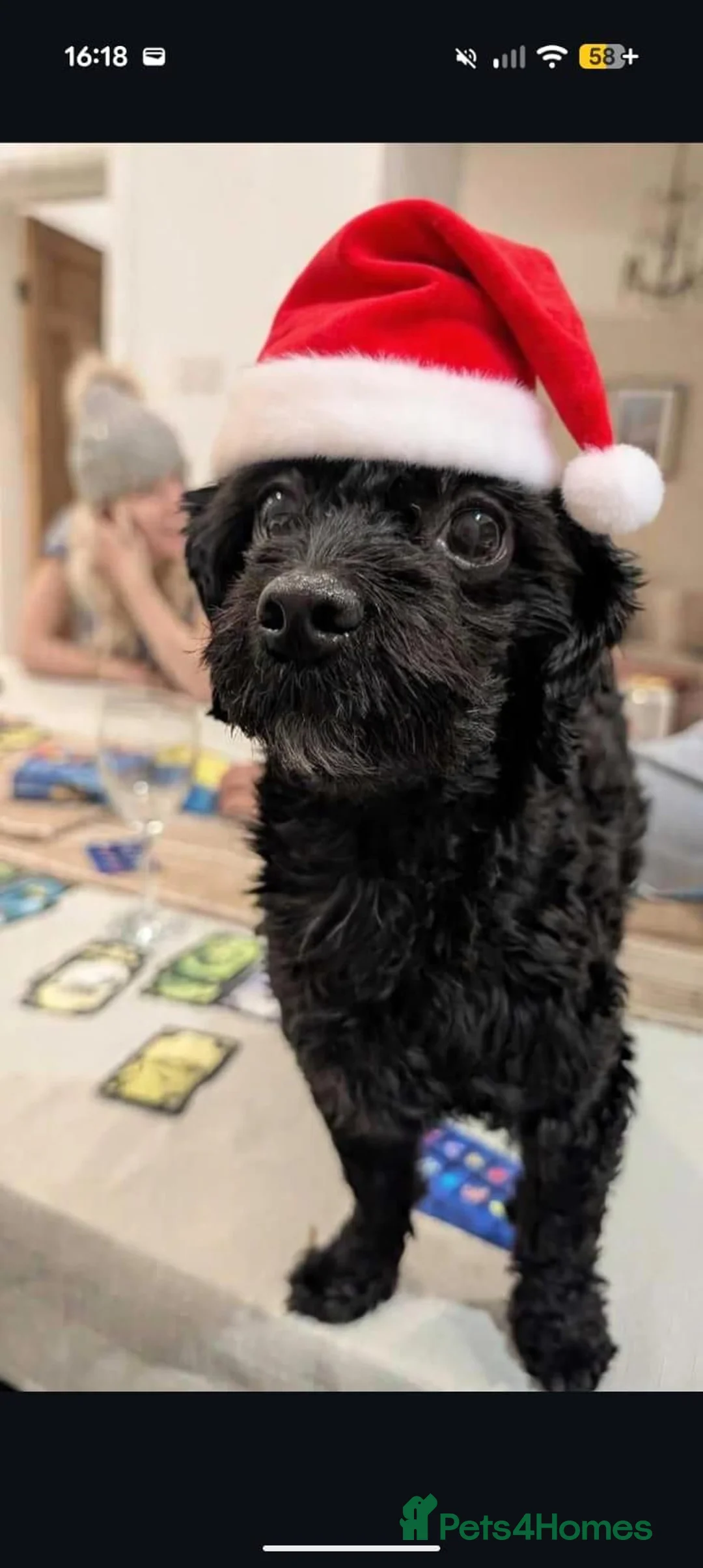 Maltipoo dogs for stud: Beautiful Miniature Maltipoo for stud  in Prenton - Advert 2