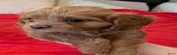 Cavapoo dogs for sale: F1B Cavapoo Puppies Health Tested KC Parents - Advert 34
