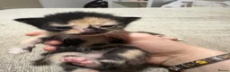 Domestic Shorthair cats for sale: Cat litter  in Chesterfield - Advert 8