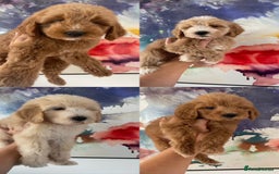 Labradoodle dogs for sale: Multigenerational Miniature Labradoodles - Image 16