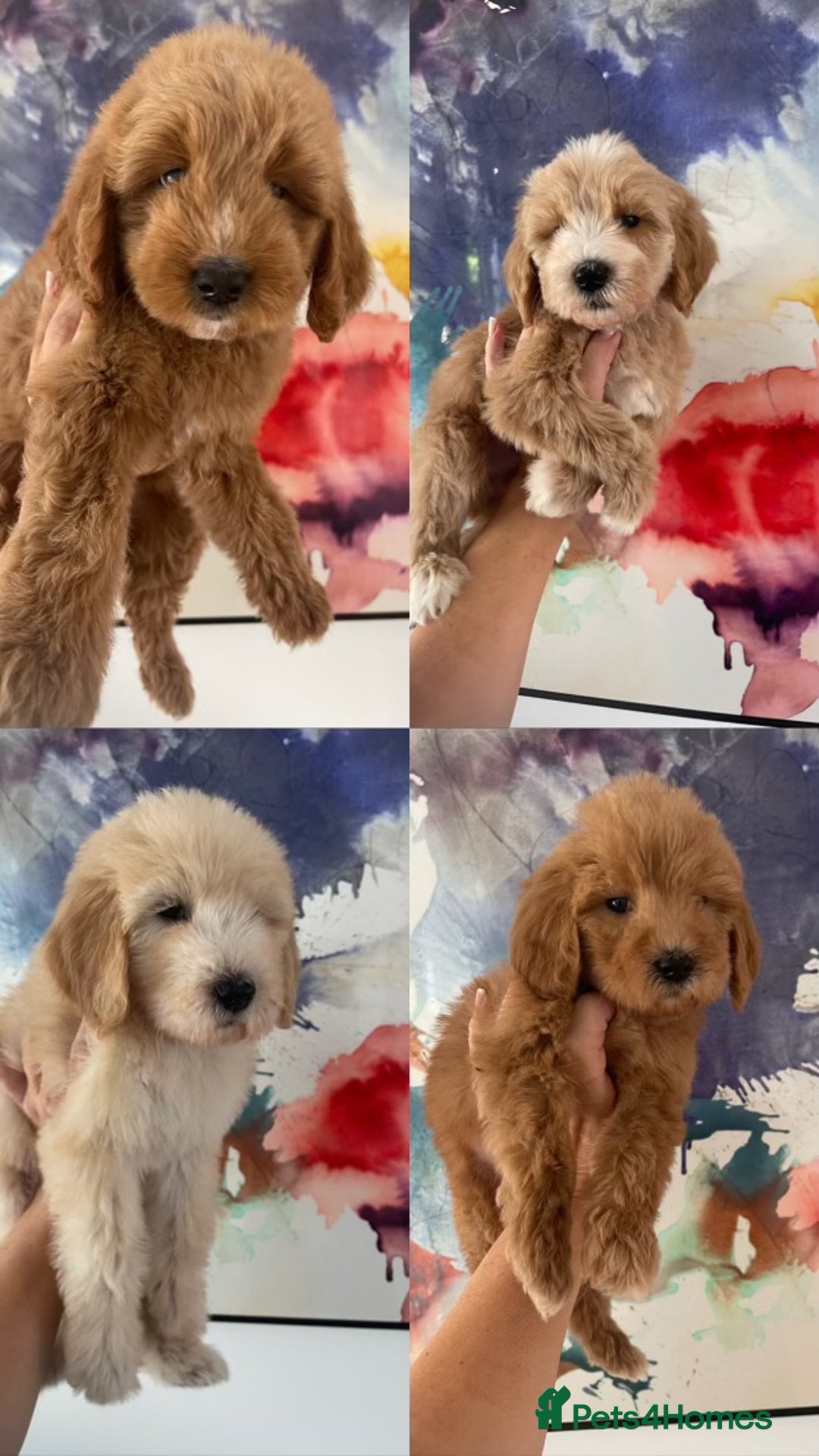 Labradoodle dogs for sale: Multigenerational Miniature Labradoodles - Image 16