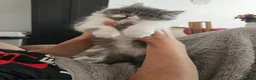 Persian cats for sale: Stuning Persian Girls - Advert 10