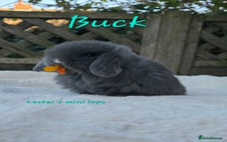 Mini Lop rabbits for sale: Beautiful mini lops girls and boys - Advert 3