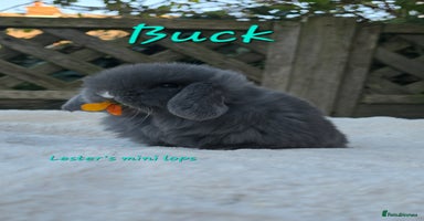 Mini Lop rabbits Beautiful mini lops girls and boys - Advert 2