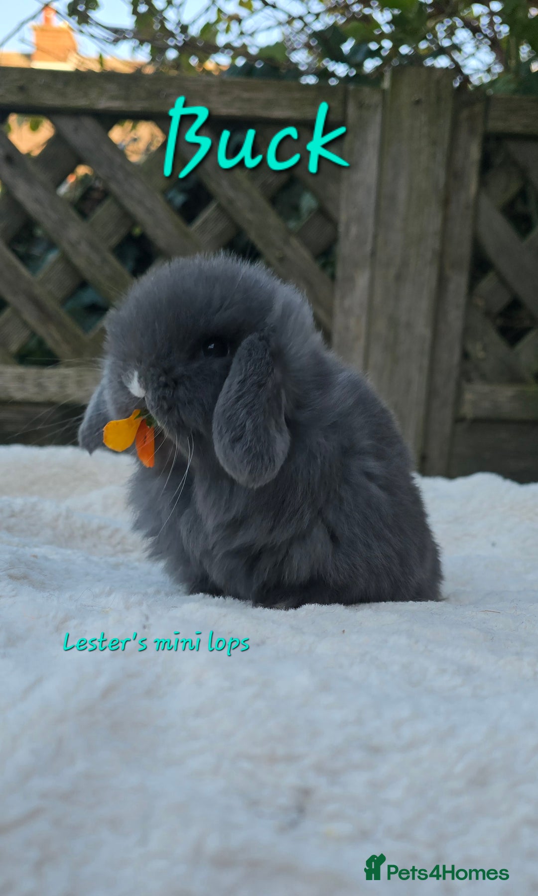 Mini Lop rabbits for sale: Beautiful mini lops girls and boys - Advert 3