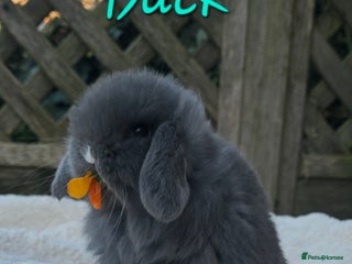 Mini Lop rabbits Beautiful mini lops girls and boys - Advert 1