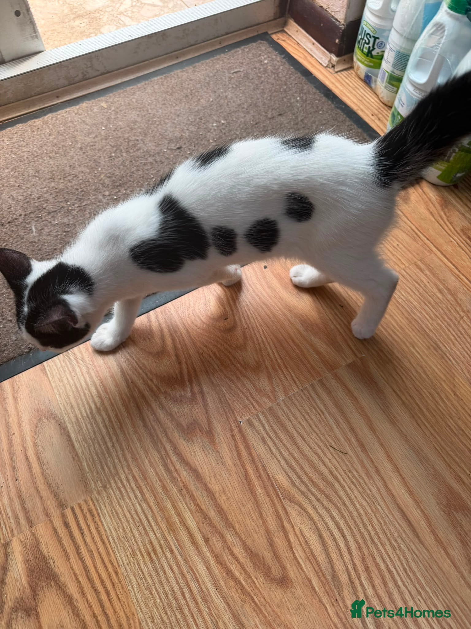 Mixed Breed cats Vinny - Advert 1