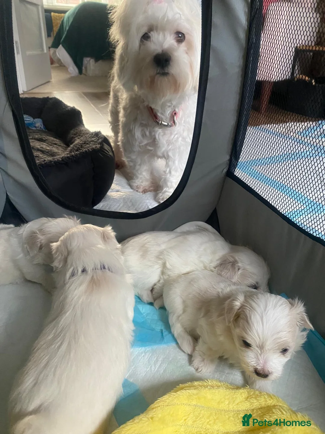 Maltese dogs for sale: Maltese babies - Advert 27