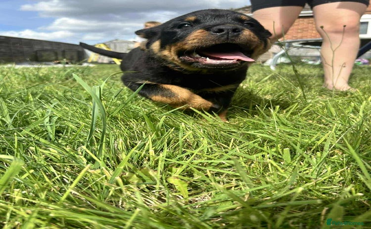 Rottweiler dogs - Advert 5