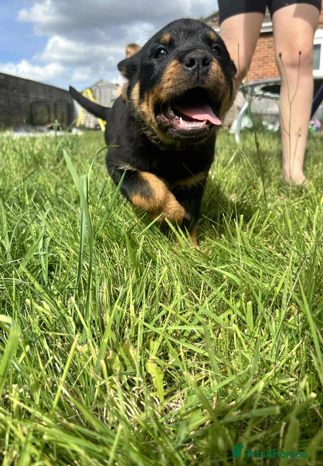 Rottweiler dogs for sale: Rottweiler puppies  - Image 1