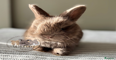 Angora rabbits - Advert 7