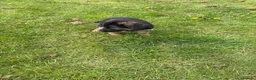 Mixed Breed dogs for sale: German shepherd.  - Advert 6