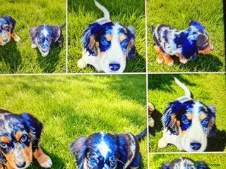 Cocker Spaniel dogs 6 cocker spaniel puppies - Advert 1
