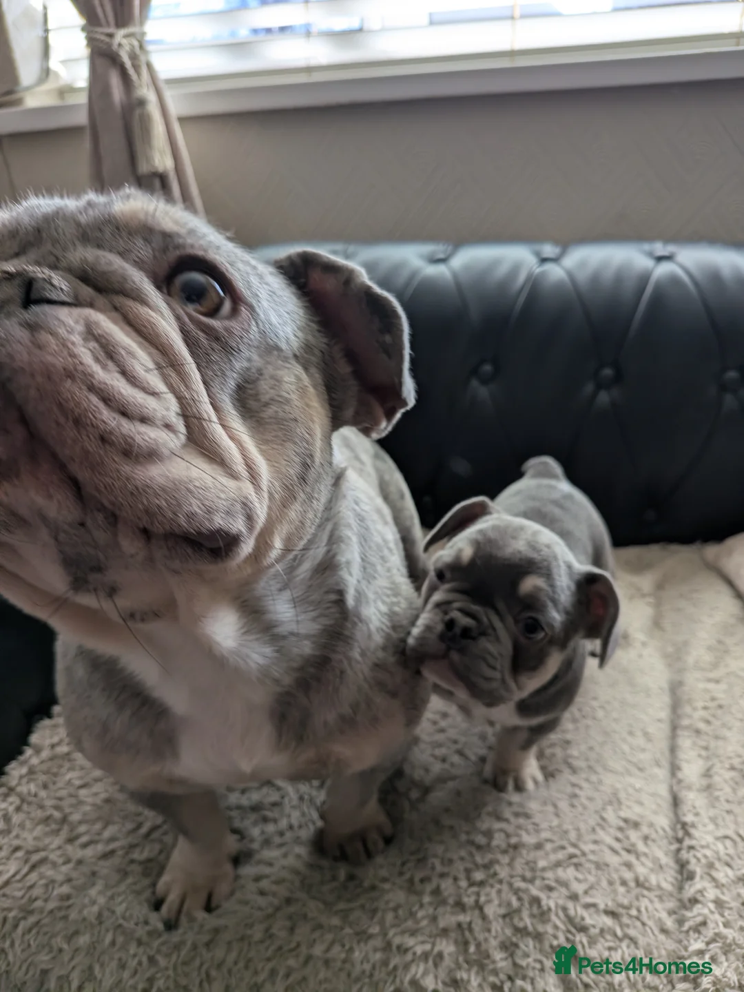 French Bulldog dogs for sale: French bull dog female 10 weeks old in Manchester - Advert 2
