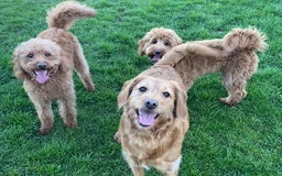 Labradoodle dogs for sale: Stunning F1bb miniature labradoodle puppies - Image 11