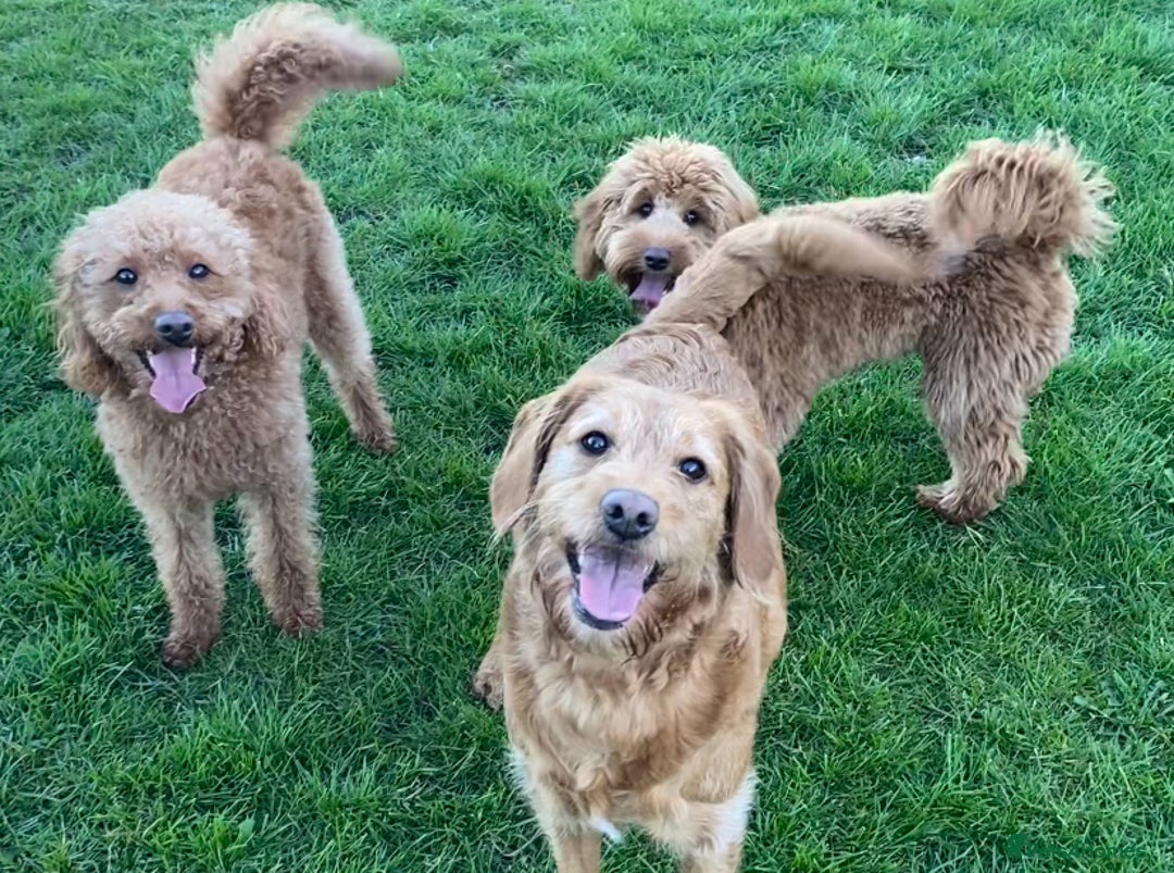 Labradoodle dogs for sale: Stunning F1bb miniature labradoodle puppies - Image 11