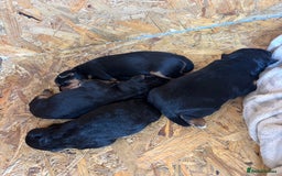 Patterdale Terrier dogs for sale: ❤️❤️Rosie & bobs litter ❤️❤️ - Image 20