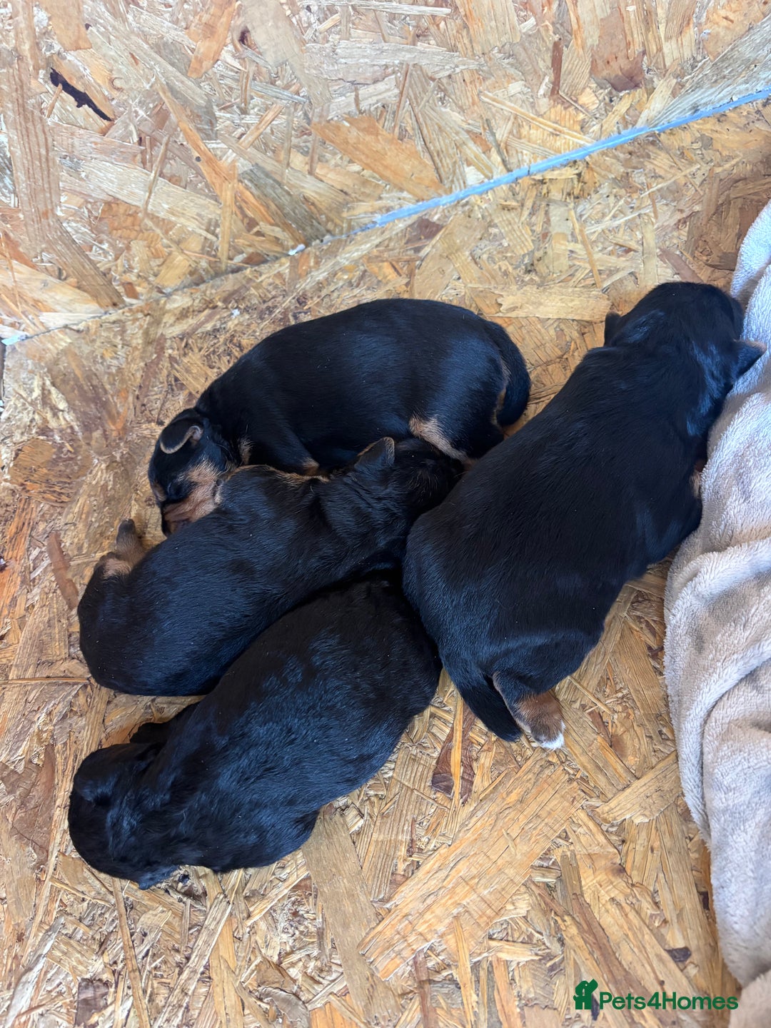 Patterdale Terrier dogs for sale: ❤️❤️Rosie & bobs litter ❤️❤️ - Image 20