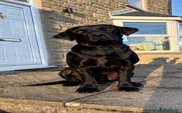 Labrador Retriever dogs for sale: Black KC Reg Labrador puppies for sale  - Image 2