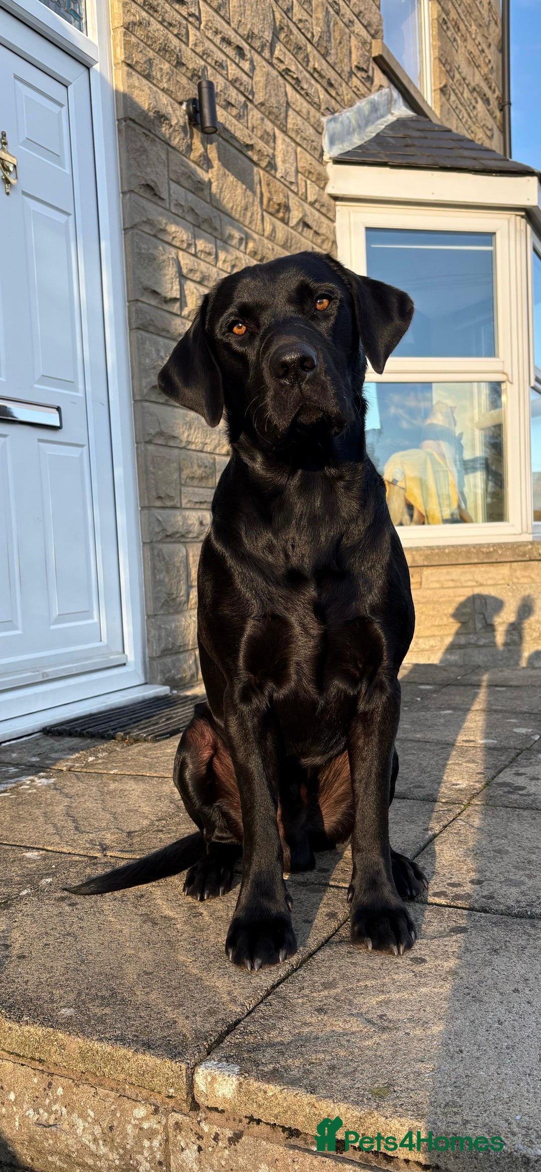 Labrador Retriever dogs for sale: Black KC Reg Labrador puppies for sale  - Image 2