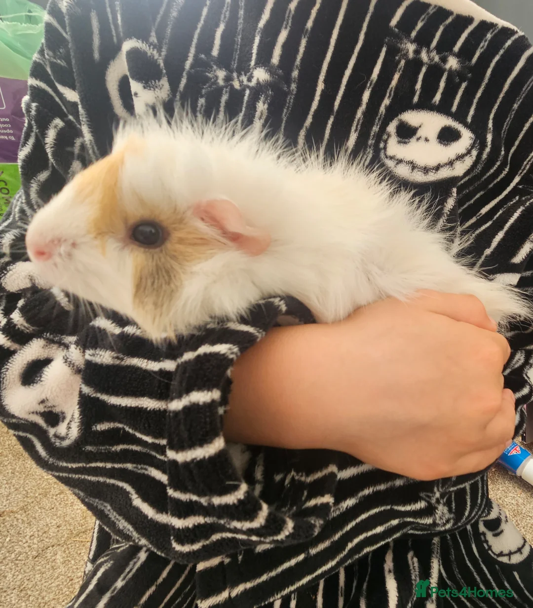 Guinea Pig rodents for sale: 2 girl guinea pigs in Wallasey - Advert 3