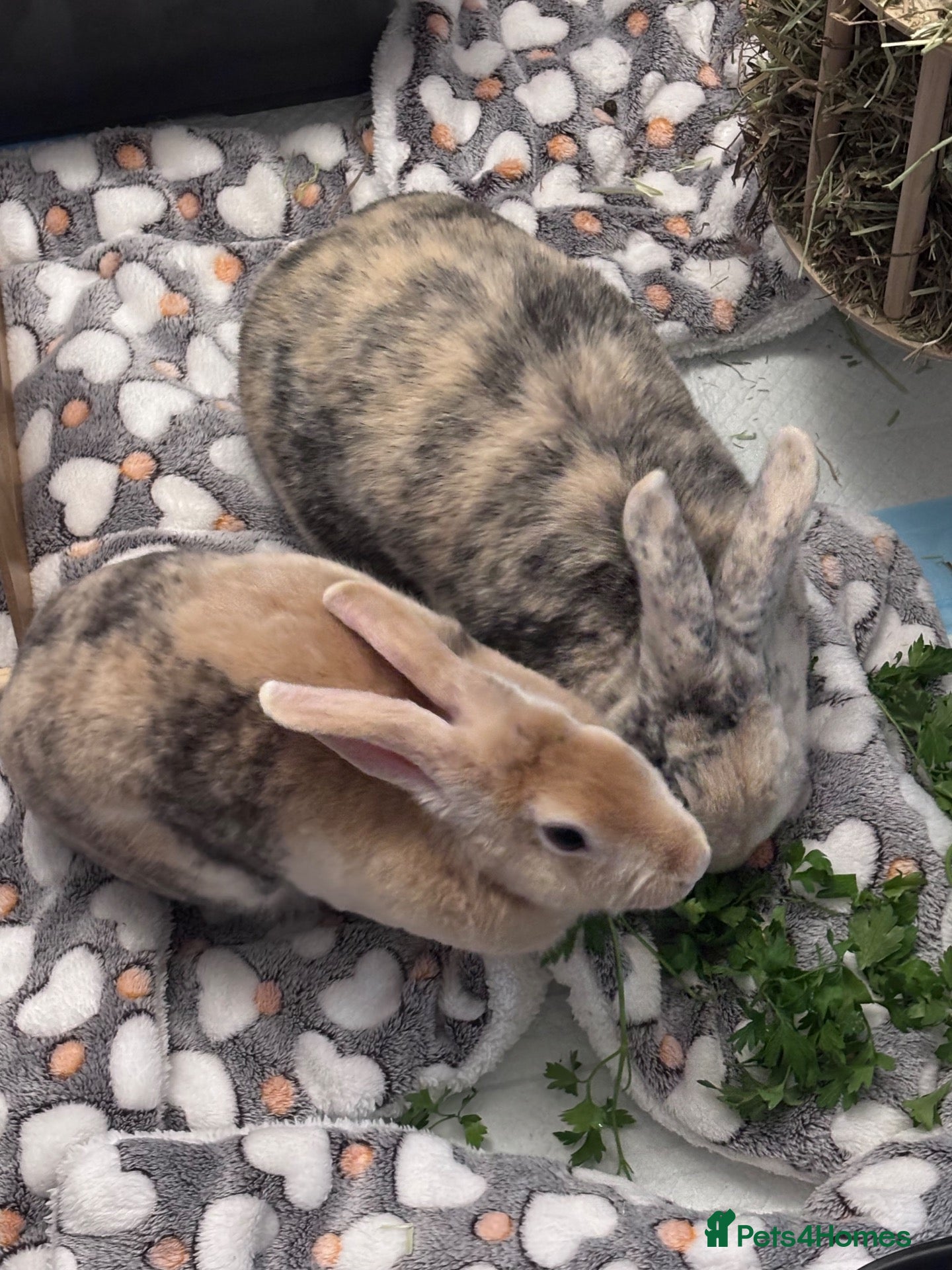 Mixed Breed rabbits for sale: Male and Female Mini Rex/Lion Head Rabbits - Advert 1