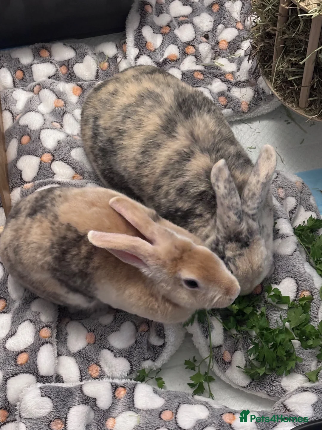 Mixed Breed rabbits for sale: Male and Female Mini Rex/Lion Head Rabbits in Rochester - Advert 1