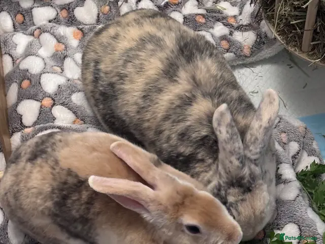 Mixed Breed rabbits for sale: Male and Female Mini Rex/Lion Head Rabbits - Advert 1