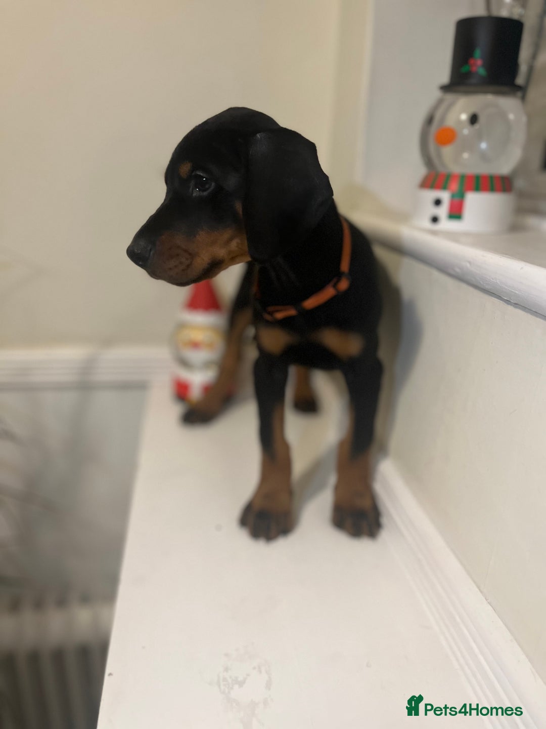 Dobermann dogs for sale: 🏆Supreme Dobermanns - Where Excellence Begins 🏆 - Advert 27