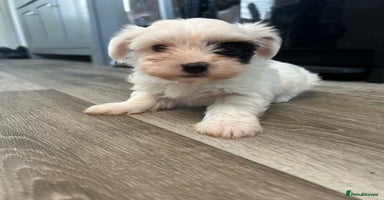 Biewer Terrier dogs - Advert 11