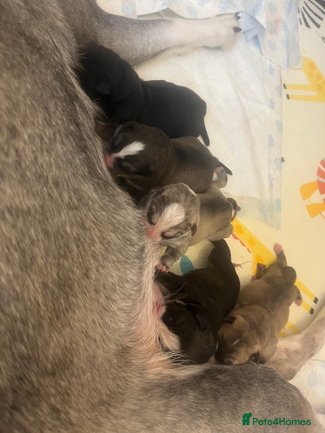 Mixed Breed dogs for sale: Husky/staffi/labrador  - Image 25