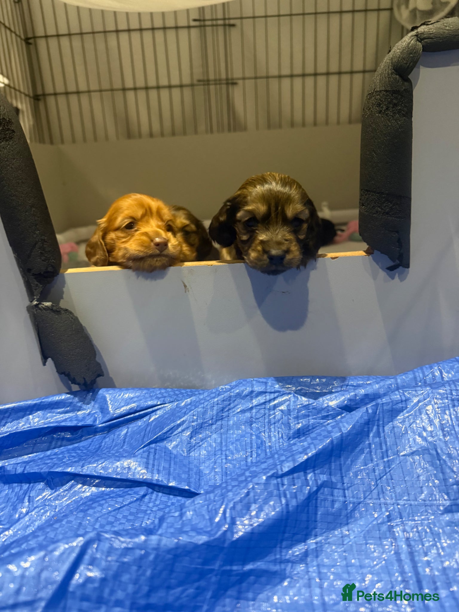 Miniature Dachshund dogs Beautiful Long hair dachshund KC reg & PRA clear  - Advert 3