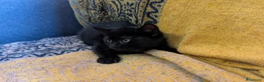 Female all black kitten.