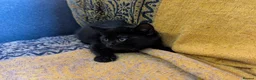 Mixed Breed cats for sale: Three beautiful girl kittens for sale. - Advert 5