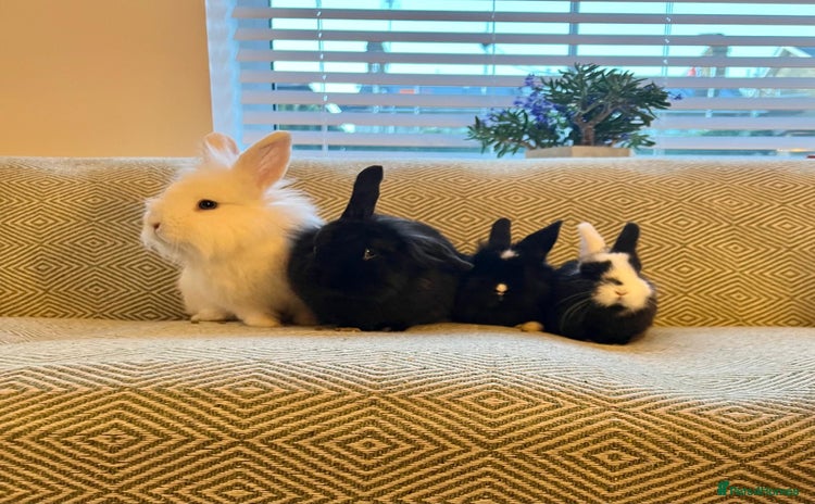 Mini Lion Lop rabbits - Advert 9