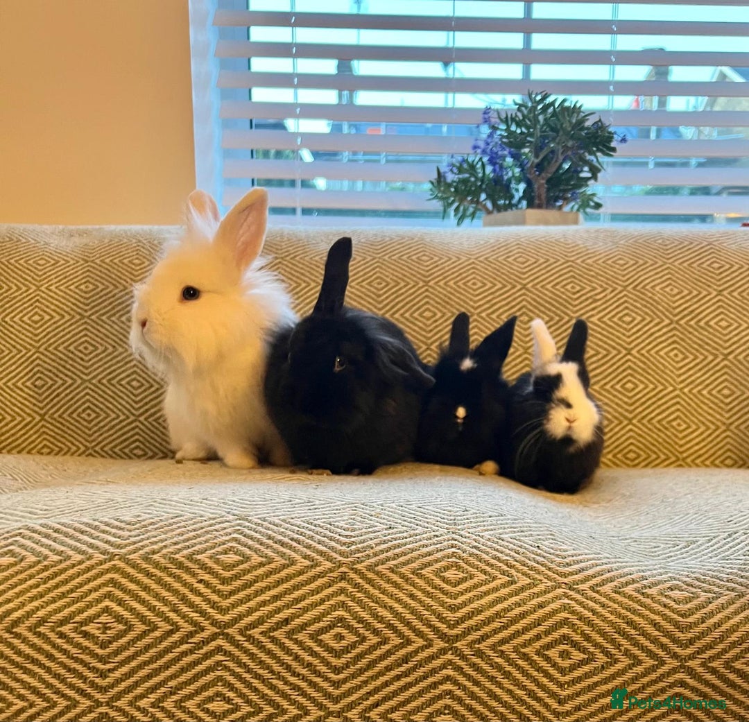 Mini Lion Lop rabbits for sale: Adorable Mini Lion Lops - Advert 1