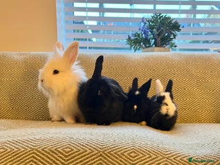 Mini Lion Lop rabbits - Advert 7